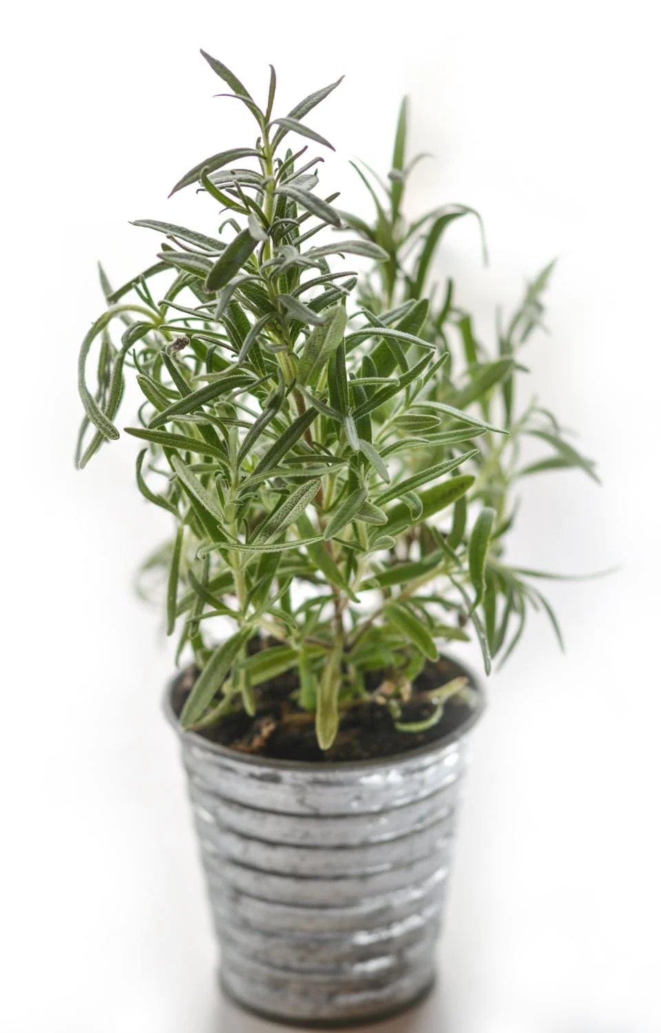 Rosemary Water: The Affordable Hair Growth Secret You Can Make at&nbsp;Home!